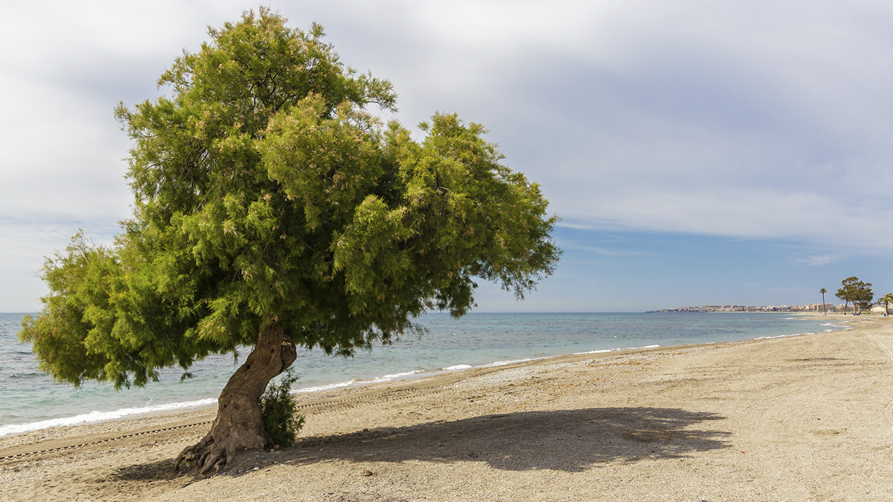 Playa Ventilla - Taray - Turismo Roquetas de Mar