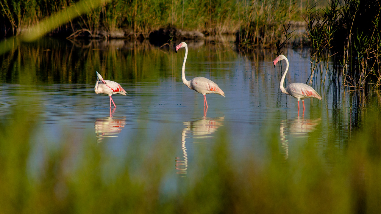 Flamencos Punta Entinas - Sabinar